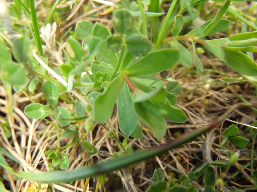 Brassicacea garganica (Lepidium ?)